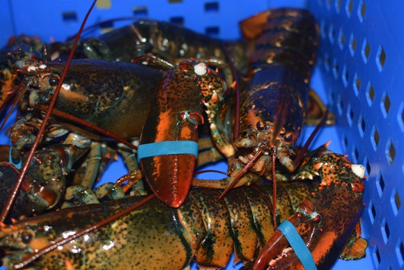 Live Canadian Lobster